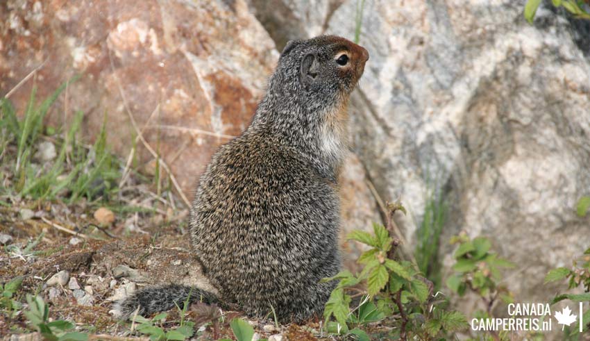 Columbian Ground squirrel Canada