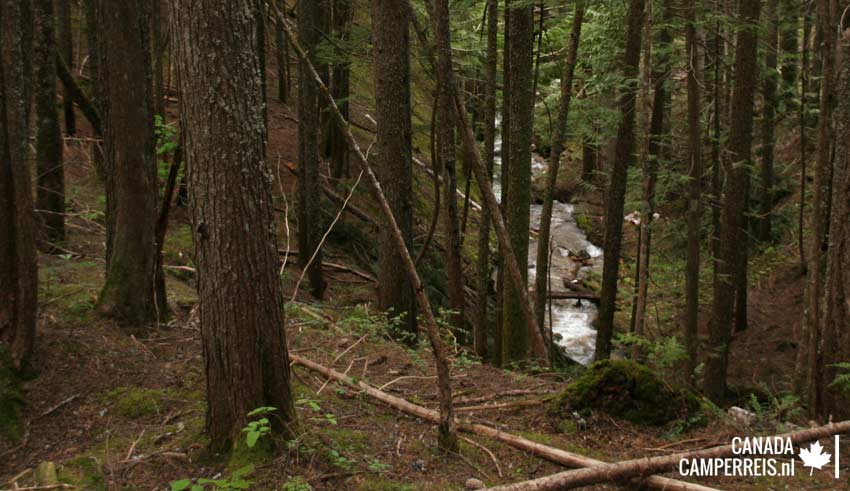 Inspiration Woods Revelstoke Canada