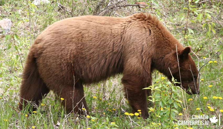 Grizzly beer