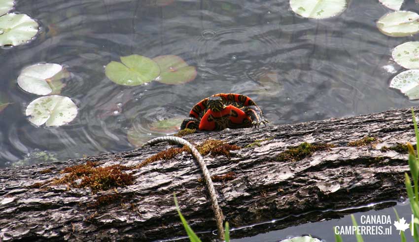 Turtle Dutch Lake
