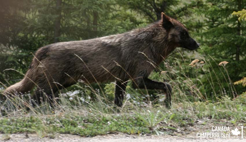 Wolf