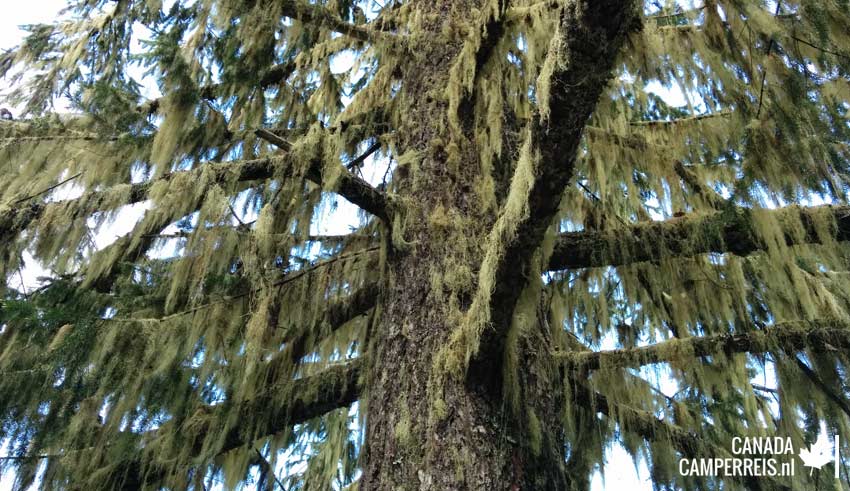 Old man's Beard in boom