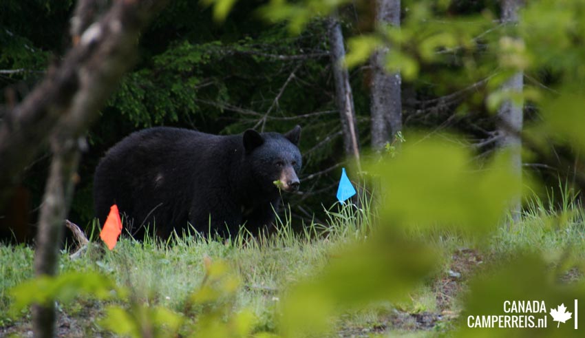 Alpha bear Blackcomb Mountain Whistler