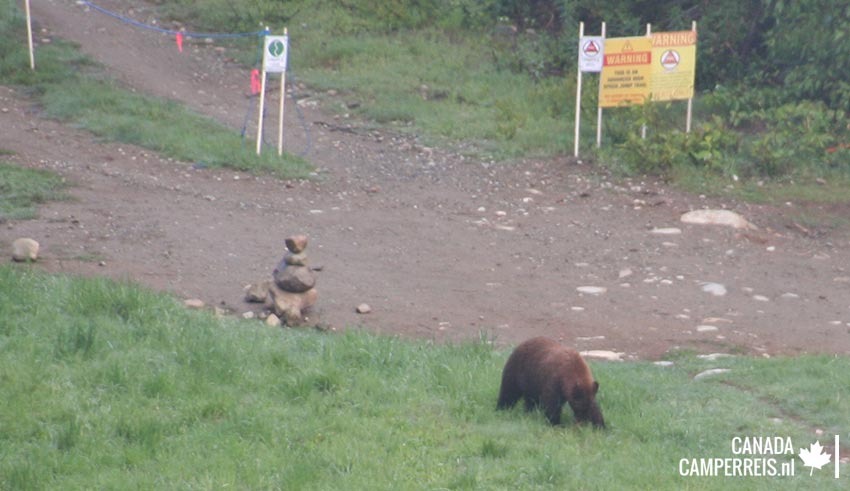 Bear browny in Whistler