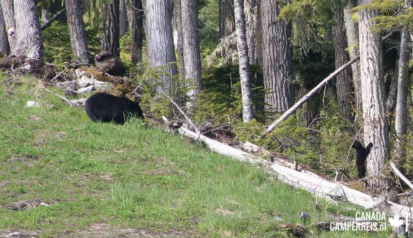Bear mother met cub in Whistler