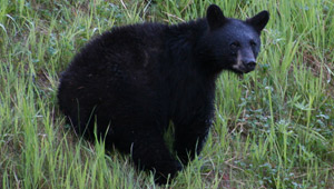Bear tour Whistler