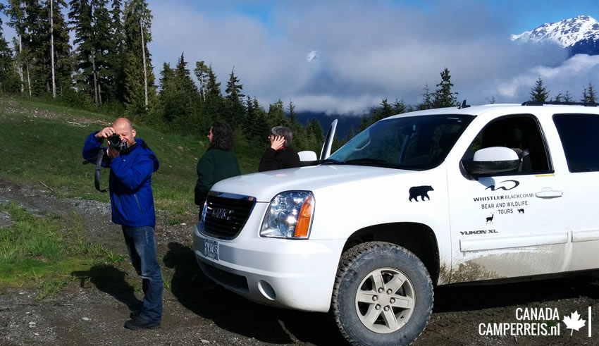 Bear tour in Whistler