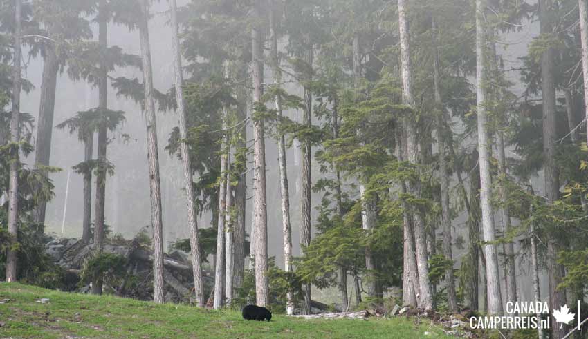 Black bear in Whistler
