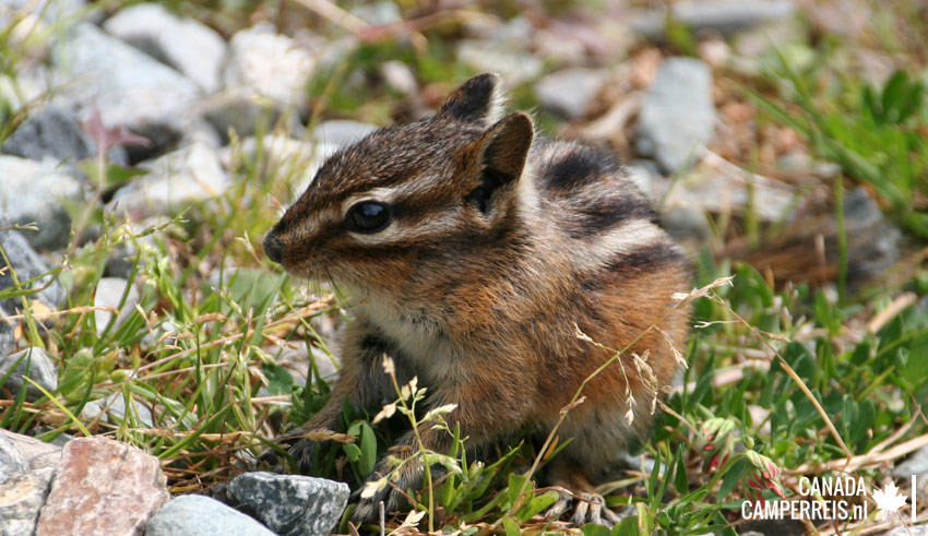 Eekhoorn in Lost Lake Park: Yellow-Pine Chipmunk